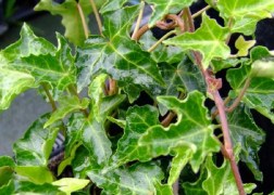 Hedera helix Ivalace / Fodros levelű borostyán